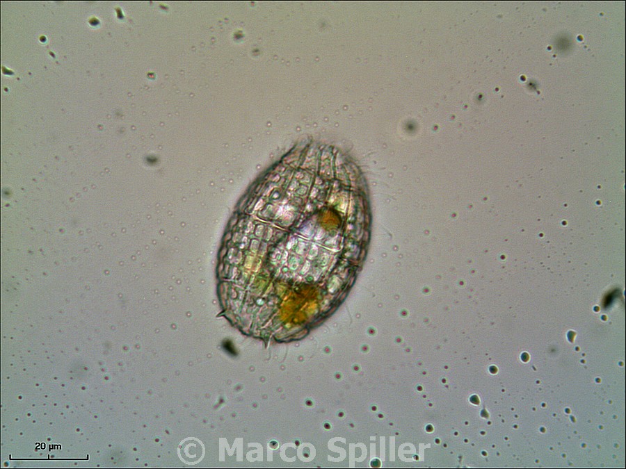 Coleps hirtus
